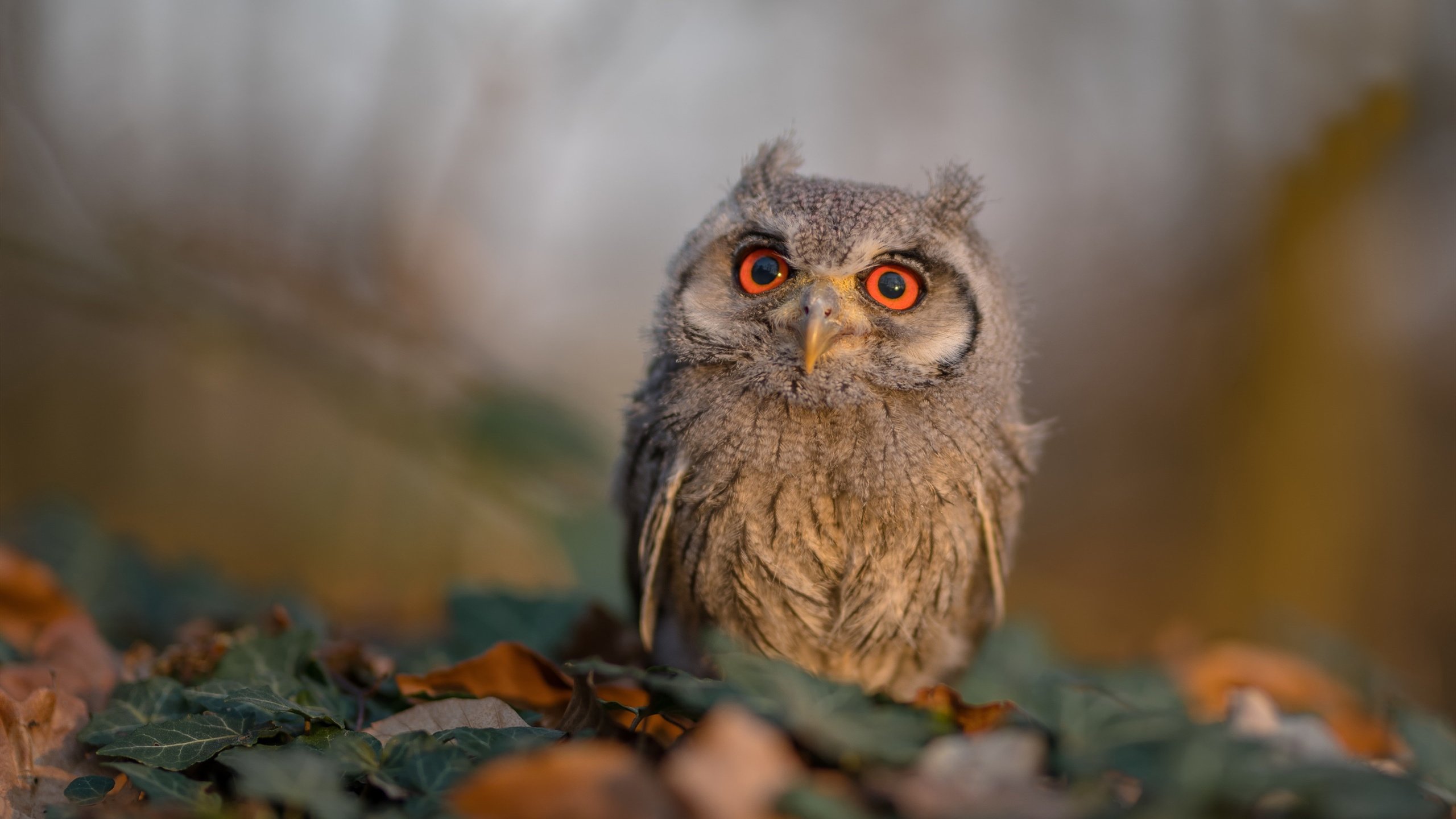 kaiyun sports-_户外野营运动节：在大自然中锻炼身体_，户外野营是什么意思