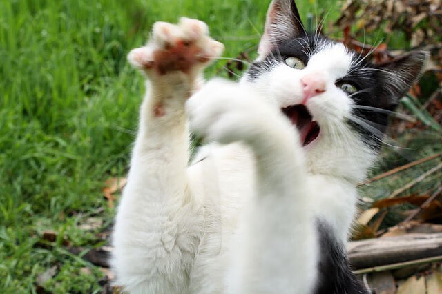 “全球数据整合平台推动棒球竞技水平跃升——行业创新的最新实践”