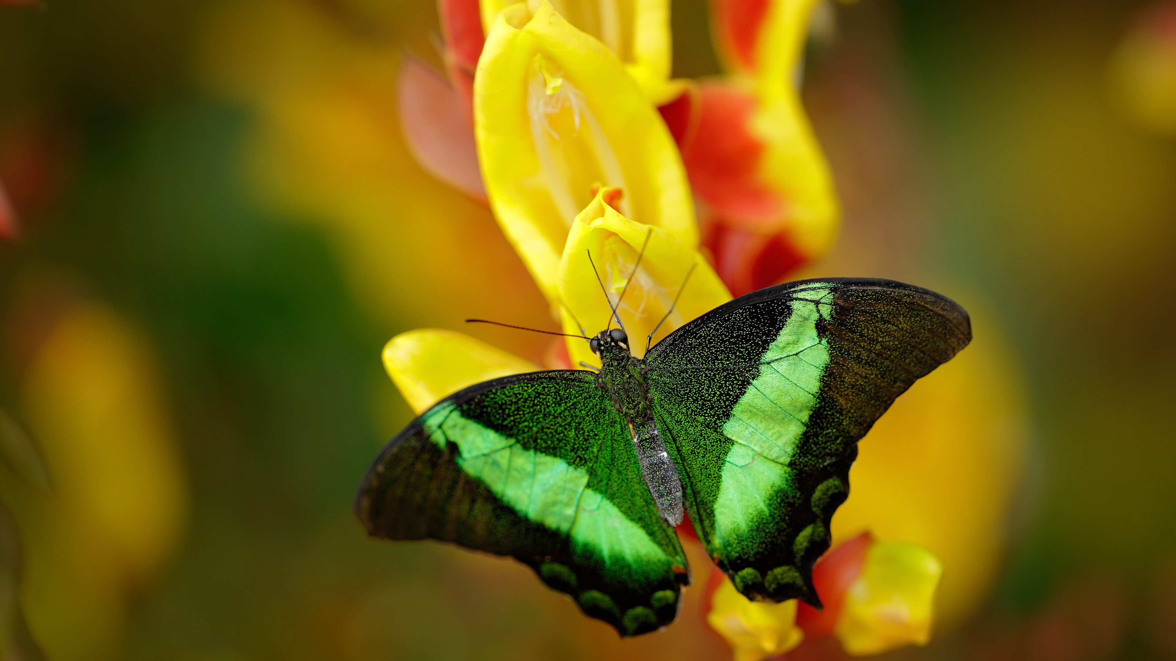 开云平台-“峡谷追逐：深山之中的极速角逐”，峡谷the canyons