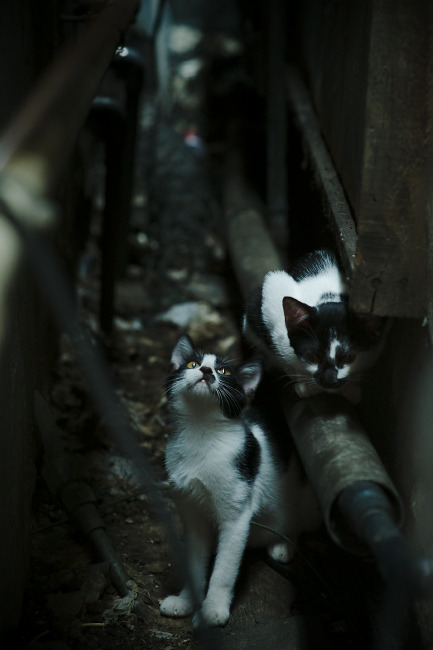 开云在线-“球员奇趣爱好：篮球明星的趣味生活大公开”，关于篮球明星的介绍