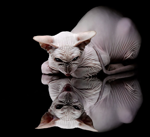 “荒野追逐：沙丘上的生死极速战”，荒野追击的经典电影