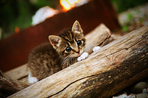 《2025年全球电竞市场规模预计突破60亿美元》，全球电竞 规模