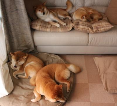 开云体育下载APP-失误频繁：上海队多达20次失误，错失最后反超机会！，上海队比赛视频