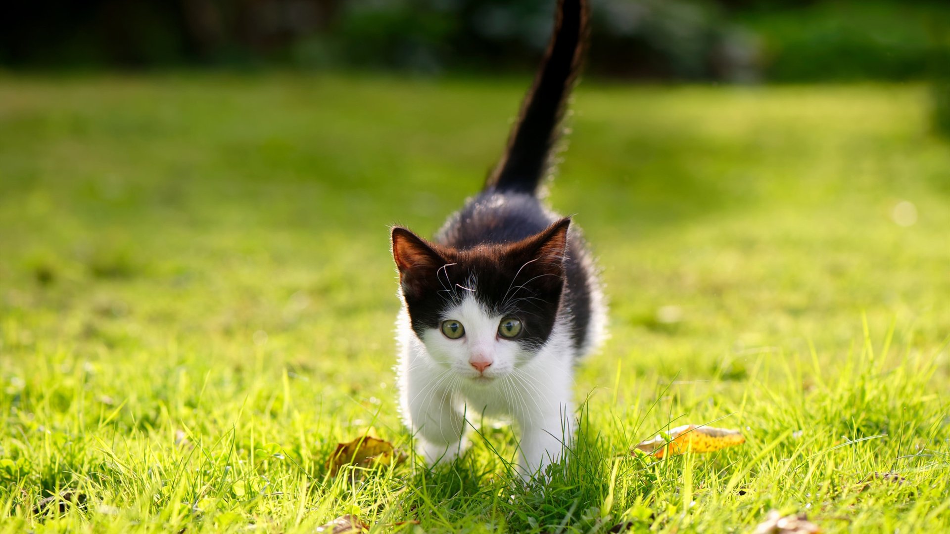 未来联盟：跨界合作开启篮球全球化“新篇章”，未来联盟巨星