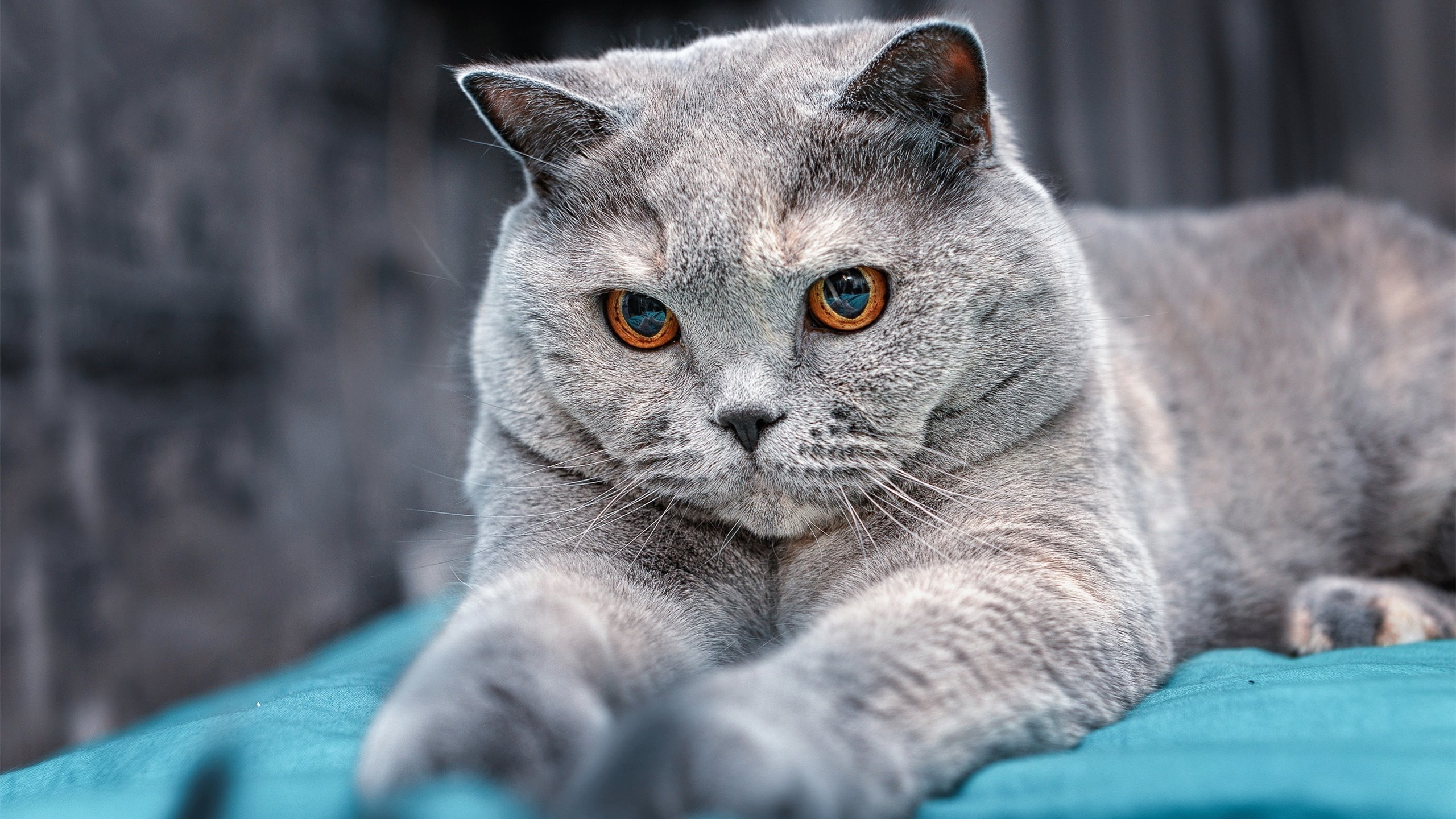 粤港澳大湾区篮球联赛引领区域体育新风尚，粤港澳大湾区足球冠军联赛