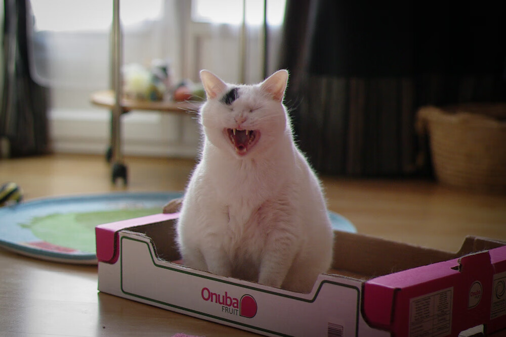 英超关键比赛，战术变化多端，亮点不断，英超各项赛事