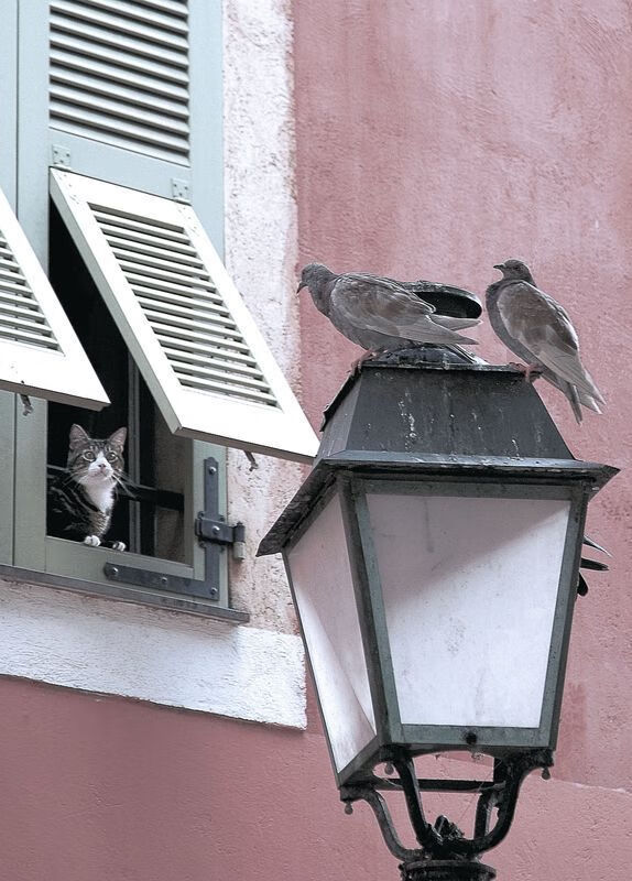 下载开云-逆袭“黑马传奇”：从无名到冠军神话，重庆黑马传奇建筑工程项目管理有限公司