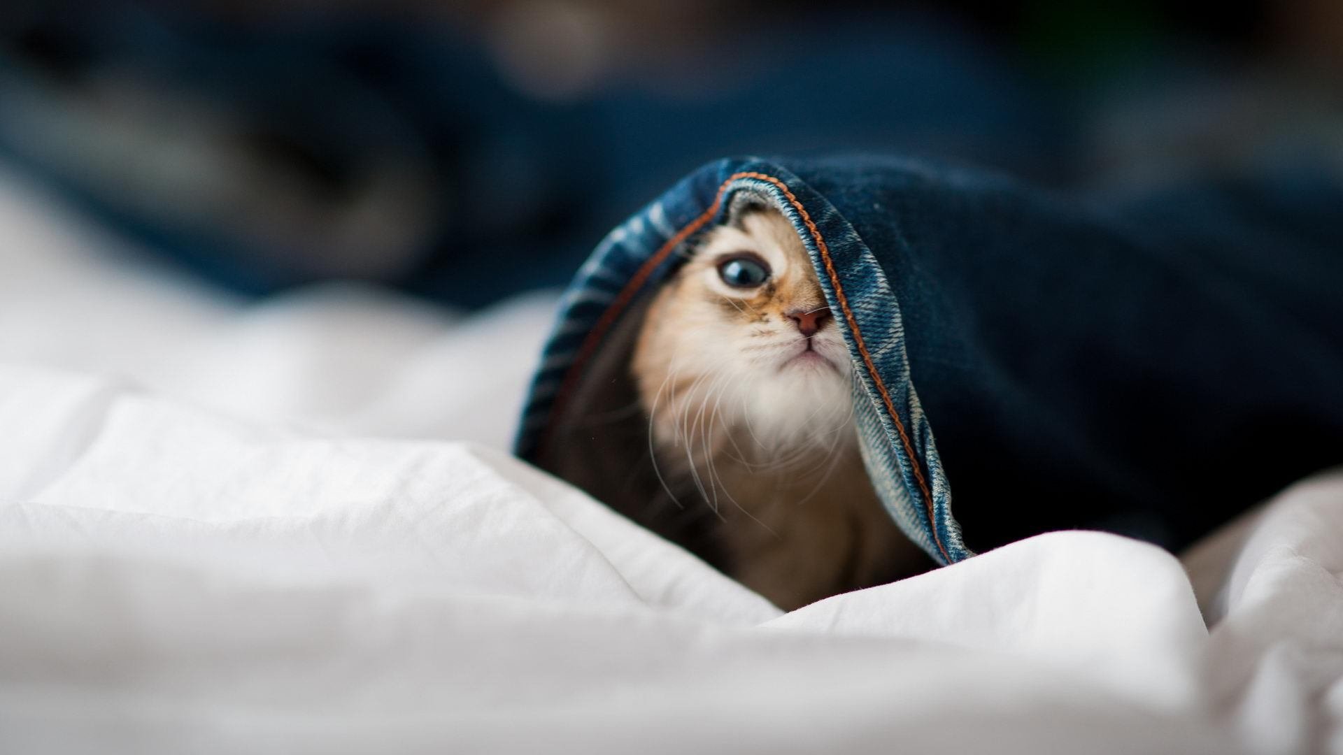 KPL夏季赛裁判判罚准确率达98.7%，kpl赛制规则