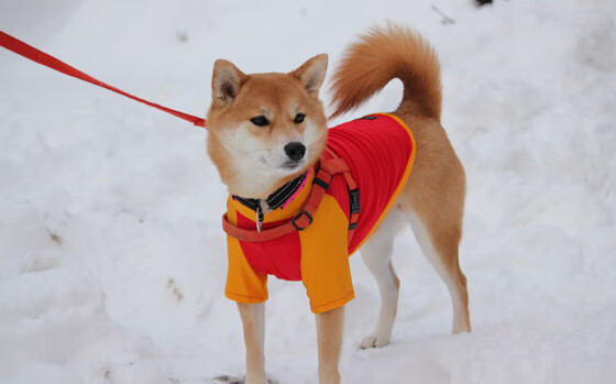 RNG启动新赛季心理适应能力提升计划，rng心态