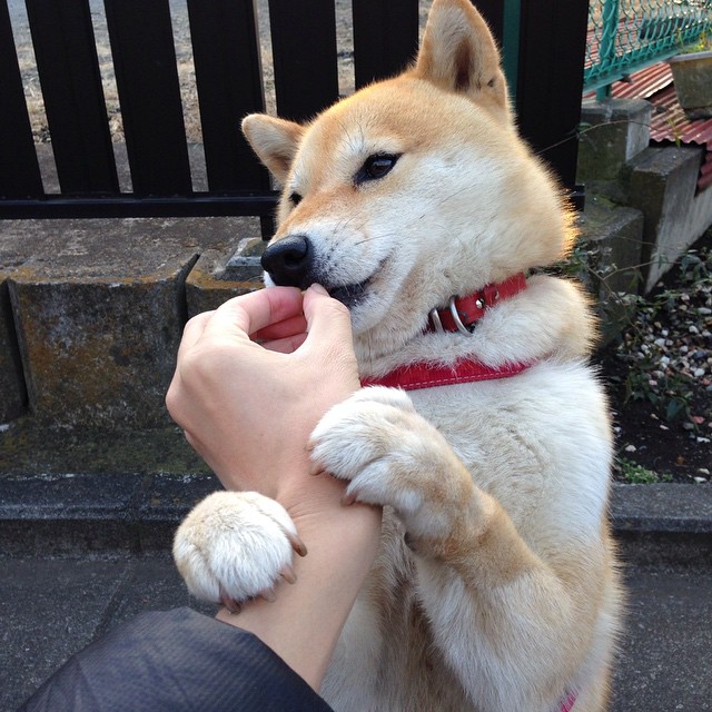 T1战队蝉联国际冠军，t1战队几个冠军