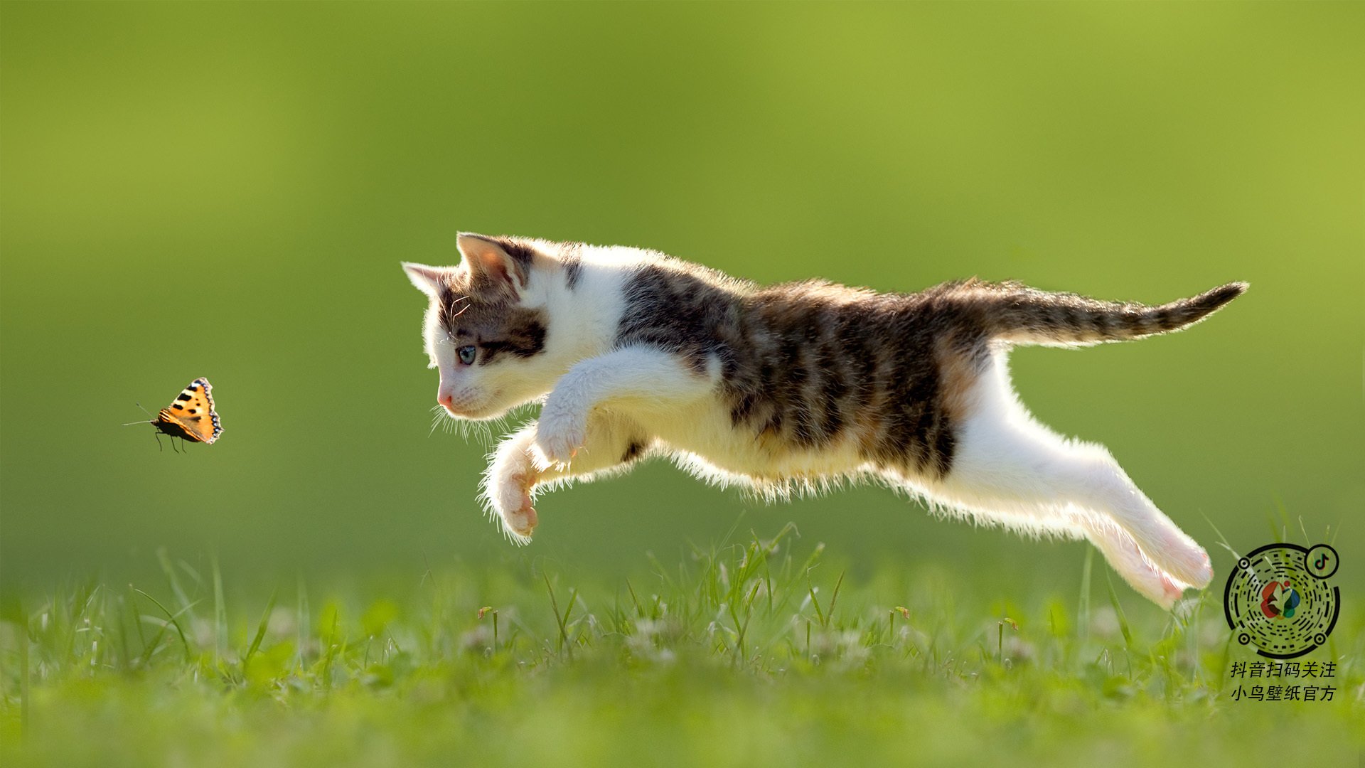 伯德再战神州，篮球传奇风采尽展，伯德nba