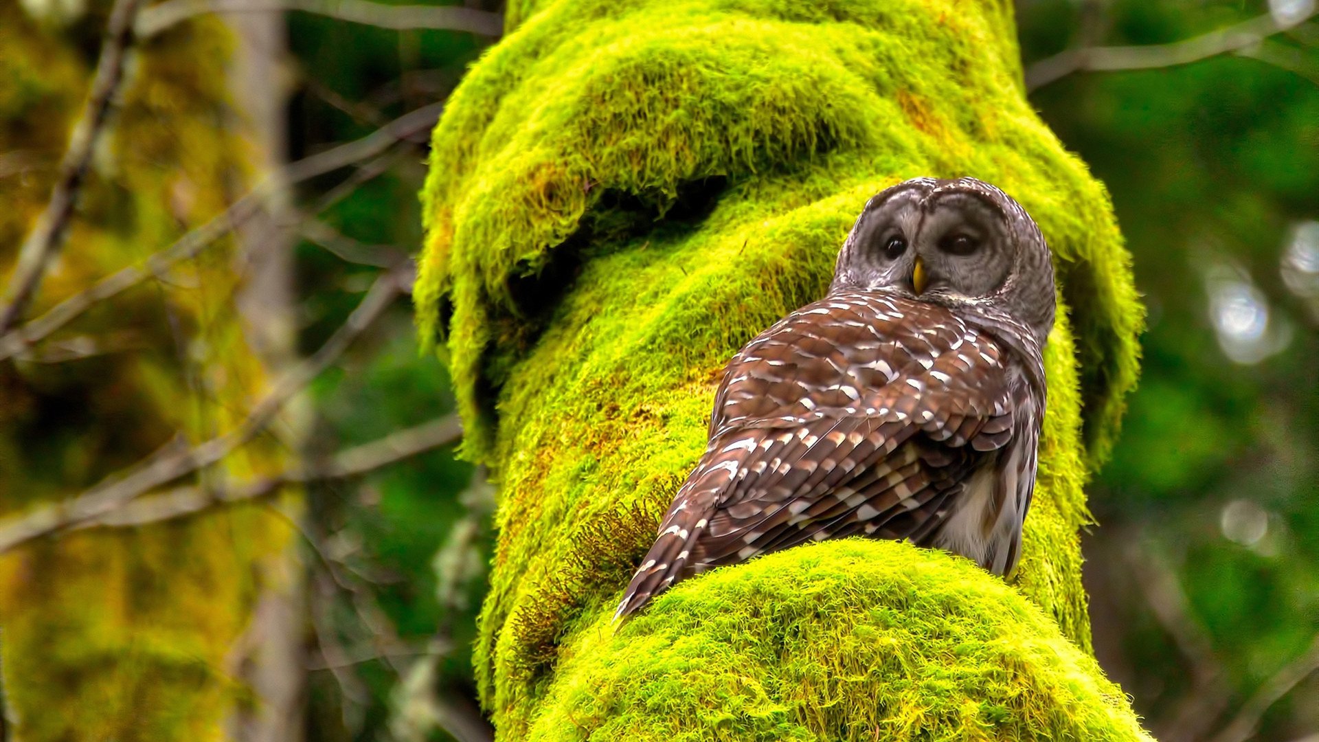 塞尔塔遭遇双杀，连败陷入保级泥潭，塞尔塞塔