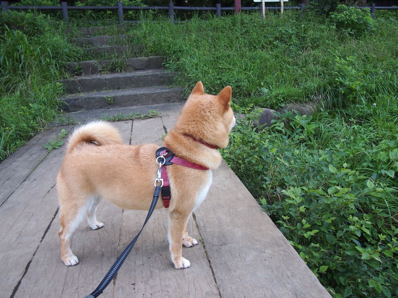 篮球训练数据采集与分析技术应用，篮球比赛数据分析app