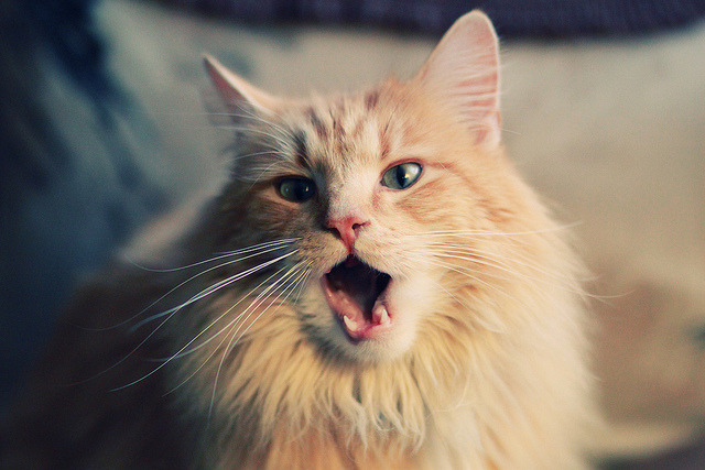 高校体育师资队伍建设与专业发展，体育师资队伍建设的研究