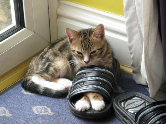 高校运动心理咨询体系完善研究，高校运动心理咨询体系完善研究方案