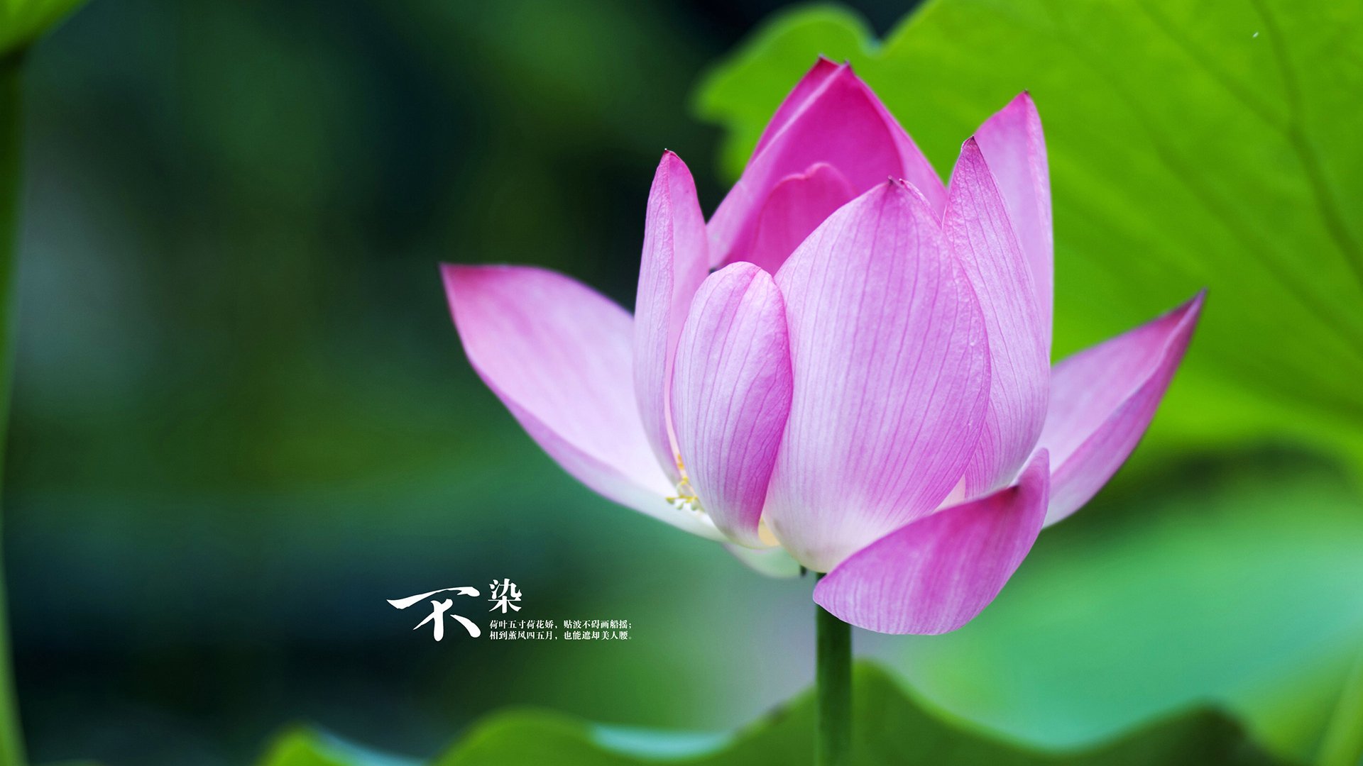 “新加坡泳池，谁将成为2025世界游泳锦标赛的新一代王者？”