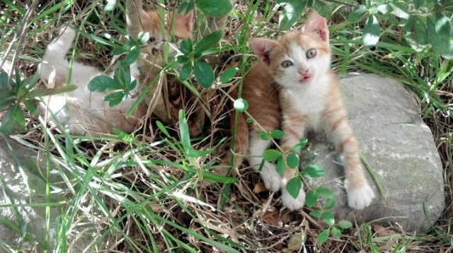 五大联赛换帅周期与球队排名提升之间是否存在关联，五大联赛可以换5人