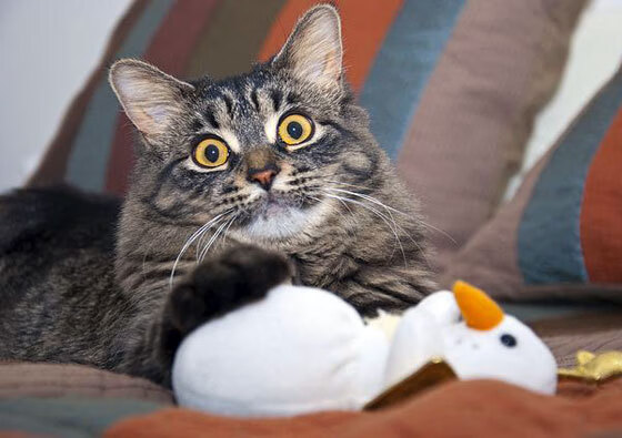 低位进攻在现代篮球中的生存空间，低位进攻在现代篮球中的生存空间包括